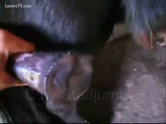 During a handjob, the horse climaxed and ejaculated.